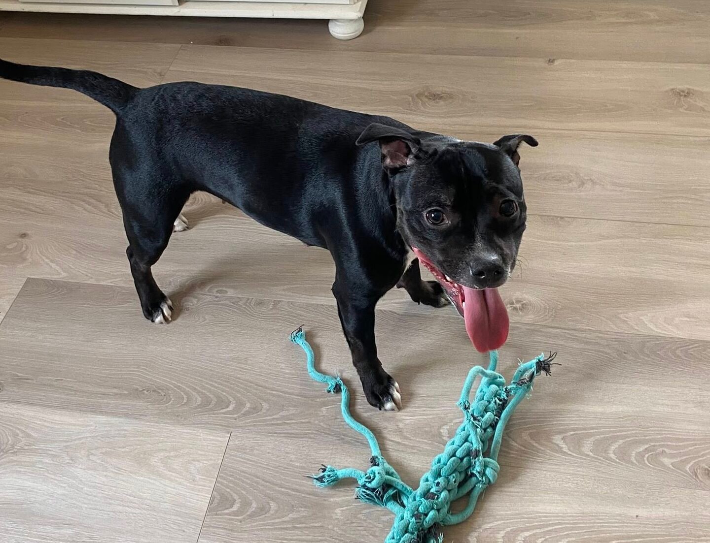 Staffordshire Bull Terrier – familievennlig og energisk rasehund.